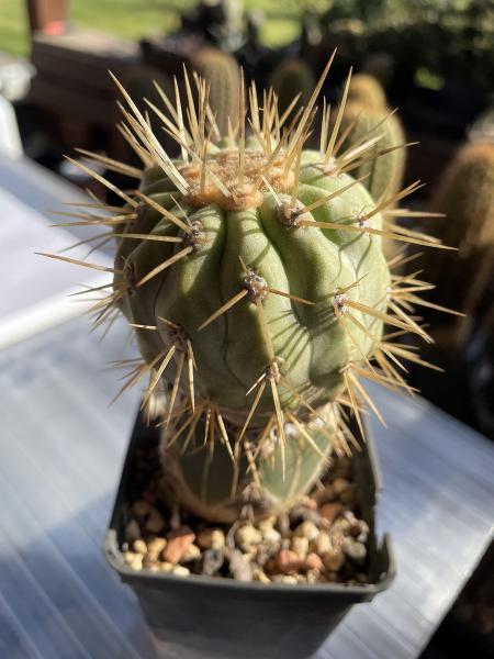 Copiapoa cinerea haseltoniana